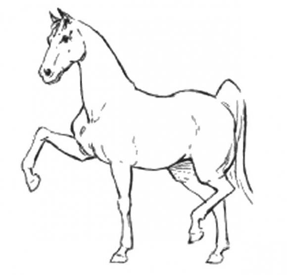 Как нарисовать лошадь поэтапно карандашом | VK