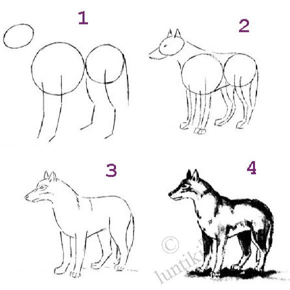 Как нарисовать волка ребенку карандашом поэтапно