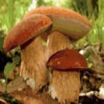 Загадки о грибах для детей