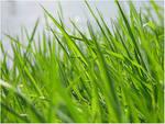 Почему трава зеленая? Ответ на детский вопрос