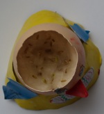 Растение из яйца - растим свой сад