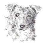 Урок рисования собаки - учимся срисовывать с фото