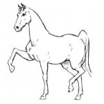 Как нарисовать лошадь. Рисунок карандашом поэтапно
