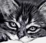 Как научиться рисовать красиво котенка. Рисование карандашом поэтапно