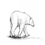 Уроки рисования поэтапно белого медведя